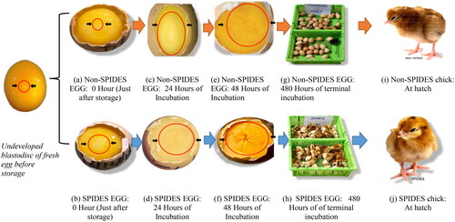 Figure 3. Comparative stages of embryonic development and chick quality at hatch for Non-SPIDES & SPIDES treated eggs after prolonged storage according to the procedures of Hamburger–Hamilton (1951) stages. KEY: Plates a, c, e, g, i (orange-arrows transition: Non-SPIDES or control treatments); Plates b, d, f, h, j (blue-arrows transition: SPIDES treatments); (a) Unincubated non–SPIDES egg. Blastoderm under-developed with unclear ‘donut appearance’. (b) Unincubated SPIDES egg. Blastoderm is well-developed with clear ‘donut-appearance’. (c) ‘donut-shape’ enlarged with no appearance of ‘blood islet’ (d) ‘donut-shape’ enlarged greatly with the appearance of ‘blood islets’ (e) ‘donut-shape’ enlarged greatly with only ‘blood islets’ in the outer ring of developing embryo. No appearance of the circulatory system and embryonic appendages at this stage (f) Clear appearance of an embryo with a well-developed circulatory system and embryonic appendage. (g) Protrated terminal hatching with few externally pipped chicks (h) rapid terminal hatching with more hatched and externally pipped chicks. (i) Poor quality chick (light, weak and passive) (j) good quality chick (heavy, thrifty, and active).