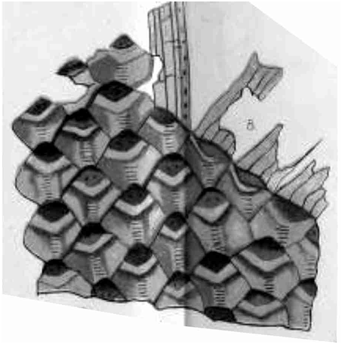 Figure 6. Lepidodendron latifolium Lesquereux; Botanical Museum, Harvard University, Specimen No. HU8200; Oliphant coal mines, Pennsylvania (USA); stratigraphical horizon not recorded; original illustration given with protologue (Lesquereux, 1880).