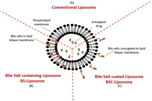 Figure 3. Structural composition of different types of liposomes. (A) Conventional liposome, (B) Bile salts-containing liposome and (C) Bile salts coated liposome.