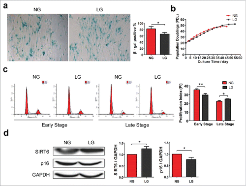 Figure 2. Calorie restriction activates SIRT6 expression and prolongs WI38 lifespan. (a) WI38 cells were grown under normal glucose (NG) or Low glucose (LG) condition. Percentage of SA-β-gal positive cells were calculated to measure proportion of senescent cells. (b) Population doubling level (PDL) calculation was conducted by cell counting at each passage. (c) Cell cycle profiles of WI38 were analyzed at early and late stage of cell culture. (d) Western blot analysis of SIRT6 and p16INK4A expression in NG or LG condition, normalized to GAPDH. *p < 0.05, **p < 0.01 (n = 3).