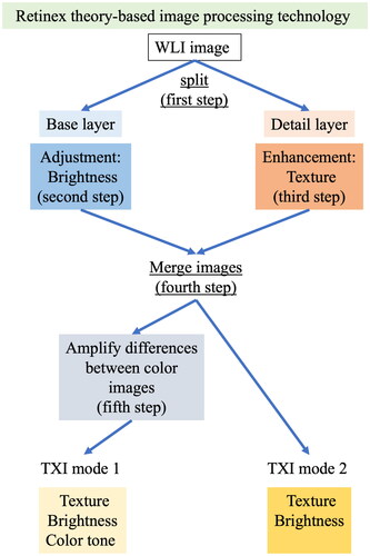 Figure 1. Scheme for the Retinex theory-based image (texture and colour enhancement imaging, TXI) processing technology [Citation13]. The first step is to separate the image into a detail layer and a base layer. The second step is to adjust the brightness of the base layer in the white-light imaging (WLI) image such as to selectively brighten dark areas in the endoscopic image. The third step is to enhance the detail layer using processing techniques to highlight textures and improve contrast. After adjusting the brightness and enhancing textures, the fourth step is to merge the two layers to obtain TXI mode 2. The fifth step is to adjust the colour tone to obtain TXI mode 1.