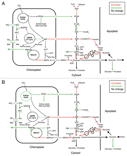 Figure 1 Suggested metabolic model of MIVOISAP in leaves of potato plants cultured in the absence and presence of sucrose (A and B, respectively). According to this model, major determinants of accumulation of exceptionally high levels of starch in leaves of plants exposed to microbial volatiles include (A) upregulation of ADPglucose-producing SuSy, acid invertase inhibitors, starch synthase III and IV, proteins involved in the endocytic uptake and traffic of sucrose, and G6P export from the stroma to the cytosol and (B) downregulation of acid invertase, starch breakdown enzymes, synthesis of plastidial proteins and proteins involved in internal amino acid provision (especially cysteine) such as proteases, enzymes involved in synthesis de novo of amino acids, and less well defined mechanisms involving bacteria-type stringent response.Citation25