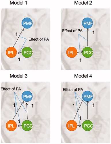 Figure 6. Model specification. The models have the different endogenous connectivity, and the modulations of PA were implemented in the endogenous connections. All of the three ROIs were deemed as the source of models.