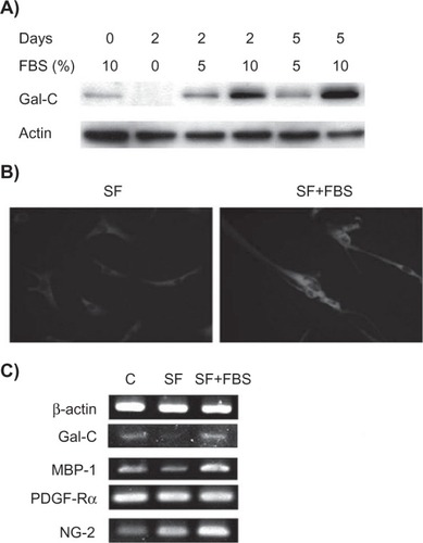 Figure 2 Recovery of glial markers by serum supplementation in serum-deprived human mesenchymal stem cells. A) Western blot analysis detecting the expression of Gal-C in human mesenchymal stem cells that were cultured in serum-free medium for two days and then supplemented with FBS. B) Immunofluorescence staining of glial fibrillary acidic protein expression in human mesenchymal stem cells cultured in either SF for two days or thereafter supplemented with 10% FBS for an additional two days (SF + FBS). C) Semiquantitative real-time polymerase chain reaction detecting mRNA levels of glial and oligodendrocyte markers using the above experimental conditions. C is a control that was continuously cultured in FBS-supplemented medium.