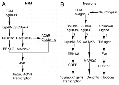 Figure 1 Simplified diagrams for agrin-induced signaling. (A) At the NMJ secreted agrin-z+ binds to Lrp4 and activates (arrows) MuSK and Dok-7. Rac/Cdc42 is activated dowstream of Dok-7, which leads to AChR clustering, to activation of MAP2K7, JNK and ultimately to transcriptional stimulation of postsynaptic genes such as MuSK and AChR subunits. Agrin-z+-induced Lrp4/MuSK activation also stimulates MEK1/2 and ERK1/2 transiently (thinner arrows), which activates a negative feedback loop that inhibits AChR clustering (T-shape line). For much more detailed diagrams of agrin signaling at the NMJ please see reference Citation55. (B) In cortical and/or hippocampal neurons that bear excitatory synapses, soluble agrin-z+ may bind to Lrp4/MuSK, which might activate ERK1/2, which in turn would phosphorylate CREB. Phosphorylated CREB would stimulate transcription of genes that directly or indirectly influence synaptogenesis or synapse stability (i.e., “synaptic” genes). Electrical activity-dependent cleavage of full-length agrin (N-agrin-C) in the ECM by neurotrypsin releases a 22-kDa C-terminal fragment (agrin-C) that may bind α3 Na+/K+-ATPase (NKA), to stimulate filopodial formation. The involvement of MAPKs in this pathway is unknown (MAPKs?). An unknown ligand may bind to transmembrane agrin (TM agrin), leading to formation of dendritic filopodia via activation of ERK1/2 dowstream of the Src-family tyrosine kinase Fyn. (?) These steps have not been confirmed experimentally. For references see text.