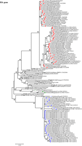 Figure 1. HA H5 clade assignment of Bangladeshi H5N1 HPAI viruses isolated between 2007 and 2012. A total of 88 Bangladeshi isolates and representative strains of different clades were used to create the maximum likelihood evolutionary tree. Bootstrap values (1000 replication) above 60% are shown next to the nodes. Circle, clade 2.2; square, clade 2.3.4; triangle, clade 2.3.2.1; closed symbols, isolates from Bangladesh; open symbols, isolates from neighbouring countries.