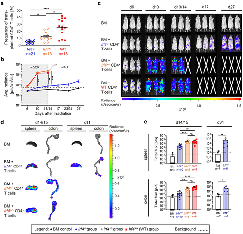 Figure 2. Irf4-/- CD4+ T cells show decelerated proliferation but migrate to the same aGVHD target organs like WT and Irf4± CD4+ T cells.