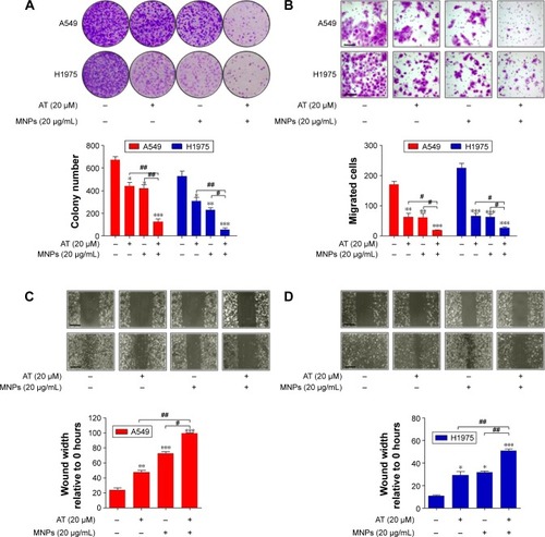 Figure 2 Fe3O4 MNP and AT combination inhibited NSCLC cell proliferation.Notes: (A) Upper row: representative cellular colonies of A549 and H1975 after different treatments; lower row: quantification of colony-forming results. (B) Upper row: representative images of migrated NSCLC cells under different treatment conditions; lower row: the quantification of cell migration. The scale bar is 50 μm. (C) Upper row: representative photomicrographs of A549 cells migrated across the scratch wound after different treatments; lower row: quantification of wound-triggered cell motility in A549 cells. The scale bar is 100 μm. (D) Upper row: representative photomicrographs displaying the H1975 cells migrated across the scratch wound after different treatments; lower row: quantification of wound-triggered cell motility in H1975 cells. The scale bars are 100 μm. Values are expressed as means ± standard error of mean. *P<0.05, **P<0.01, and ***P<0.001 vs Con group; #P<0.05; ##P<0.01. Analysis of variance and Dunnett’s analysis were included to compare the averages of multiple groups.Abbreviations: MNPs, magnetic nanoparticles; AT, actein; NSCLC, non-small-cell lung cancer; Con, control.