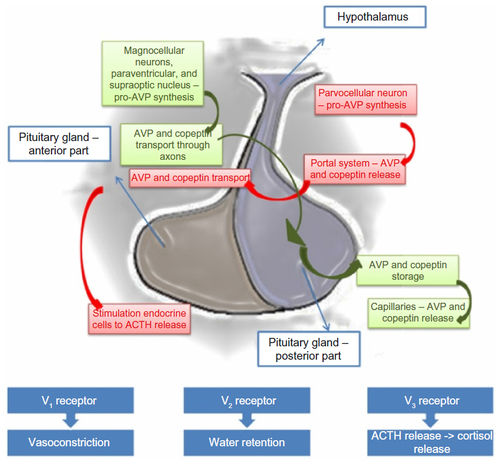 Figure 1 Pathogenesis of the synthesis and release of copeptin.