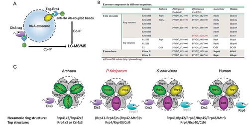 Figure 2. Composition identification of P.falciparum RNA exosome subunits.(a) Schematic representation of exosome isolation by Co-IP with antibody against HA fused to PfRrp4 and PfDis3 respectively.(b) Comparative summary of the RNA exosome composition in Archaea, S.cerevisiae, human, and P.falciparum identified by Co-IP and LC-MS/MS in this study.(c) Putative model of RNA exosome complex of P.falciparum parasites compared with that of Archaea, S.cerevisiae, and human.