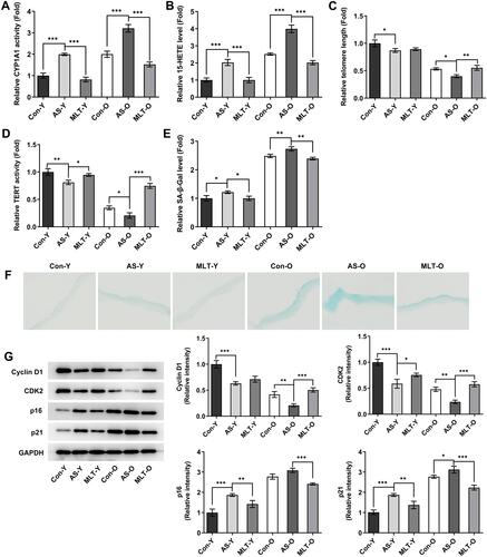 Figure 3 MLT attenuates senescence and regulates telomere-telomerase function in ApoE−/− mice. Young-male ApoE−/− mice and aged-male ApoE−/− mice were received high fat diet (HFD) to induce atherosclerosis and intraperitoneally injected with melatonin (MLT; 20 mg/kg/d) for treatment. (A) CYP1A1 activity was detected using P450-GloTM CYP1A1 Assay kit. (B) ELISA analysis on the level of 15-HETE. (C) Telomere length measurements were performed by Southern blot analysis of the terminal restriction fragments. (D) Telomerase activity was detected by TRAP assay. (E and F) SA-β-gal Staining Kit was used to detect SA-β-gal level. (G) Western blot and statistical analysis of protein expression of cyclin D1, CDK2, p16 and p21. N=3. *, **, ***p<0.05, 0.01, 0.001.