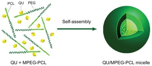 Figure 2 Preparation of QU-loaded MPEG-PCL nanoparticles. MPEG-PCL and QU were co-dissolved in organic solvent, followed by evaporation to dryness under reduced pressure in a rotary evaporator, creating QU and MPEG-PCL mixture (QU + MPEG-PCL).Notes: The QU and MPEG-PCL mixture was then hydrated in 0.9% normal saline, allowing QU and MPEG-PCL to self-assemble into QU/MPEG-PCL micelles. This micelle has a core-shell structure (hydrophilic PEG shell and hydrophobic PCL core) with core-encapsulated QU.Abbreviations: MPEG, monomethoxy poly(ethylene glycol); PCL, poly(ɛ-caprolactone); QU, quercetin.