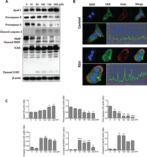 Figure 6. Resveratrol activates caspases and CAD. A: Western blot analyses of Apaf-1, pro-caspase-9, pro-caspase-3, cleaved-caspase-3, PARP, and ICAD. Resveratrol treatment induced pro-caspase-9, pro-caspase-3, and PARP degradation and produced the cleaved caspase-3, PARP, and ICAD cleaved products. The levels of β-actin were used as an internal standard for quantifying Apaf-1, procaspase-9, procaspase-3, cleaved caspase-3, PARP, and ICAD expression. B: CAD translocated from the cytosol into the nuclei as a result of the resveratrol treatment. The profile of CAD and nuclei fluorescence intensity is depicted. The intensity of CAD is shown in green, nuclei is blue, and actin in red. The green, blue, and red intensity overlap in the resveratrol-treated group. C: Densitometry analysis of Western blots. Data were expressed as the mean ± SD (n = 3) and analyzed by one-way ANOVA using Dunnett's multiple-comparison test (*p < 0.05, **p < 0.01, ***p < 0.001).