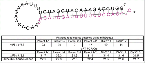 Figure 5. Identification of a novel mature miRNA in the wing imaginal disc. Using miRDeep2 we identified a novel miRNA of moderate expression in the wing imaginal discs. The predicted pre-miRNA forms a hairpin loop secondary structure with the novel miRNA being situated at the 3' end (shown in pink). The novel miRNA was detected at moderate levels using miRNA-seq in all but one sample. Validation of the miRNA using qRT-PCR shows that this novel miRNA is expressed at similar levels to miR-277–3p in all samples.