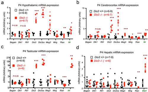 Figure 9. Dio3 deficiency influences gene expression in the Dlk1-Dio3 imprinted domain.