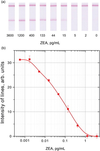 Figure 6. ICA of ZEA by indirect labelling. A: appearance of the strips’ analytical zones after testing extracts with different ZEA concentrations; B: calibration curve; dependence of the registered colouration from the ZEA concentration.