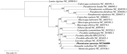 Figure 1. The maximum likelihood tree of 18 Muscicapidae taxa based on the nucleotide sequences of 13 PCGs, with Lanius tigrinus as the outgroup. Support values are denoted next to nodes after 1000 bootstrap replicates.