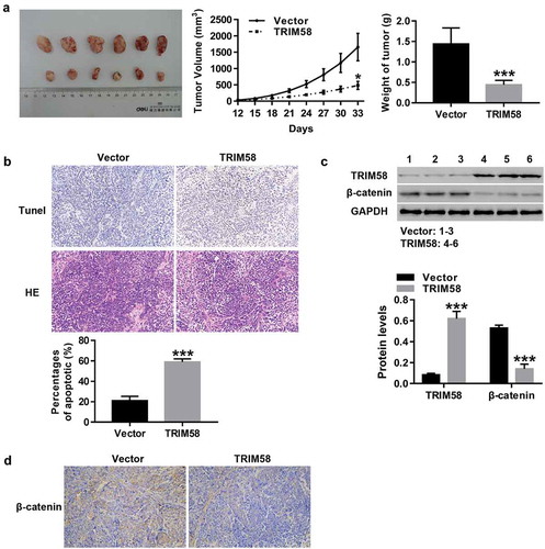 Figure 5. TRIM58 inhibited tumor growth and promoted apoptosis in nude mice through inactivation of β-catenin signaling Twelve nude mice were randomly injected with vector-AGS cells (Six) or TRIM58-AGS cells (Six). (A) The volume and weight of tumor in the mice were measured and a tumor growth curve was drawn. (B) The percentages of apoptosis were examined by Tunel and H&E staining. (C) The protein levels of TRIM58 and β-catenin were determined. (D) β-catenin expression in tissues of nude mice as detected by IHC. *P < .05 and ***P < .001 compared to vector.