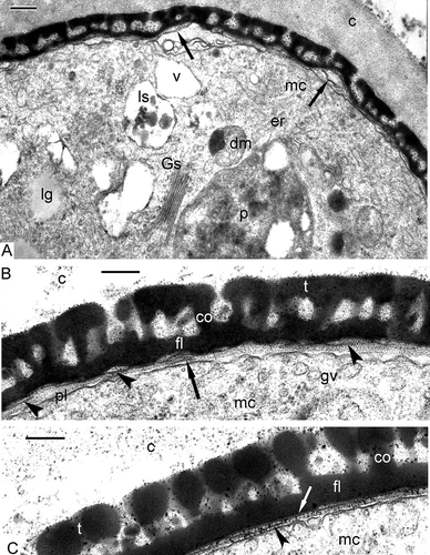 Figure 5. Late tetrad stage in progress in Chamaedorea microspadix microspores. A. The first endexine lamella has appeared (arrows). The cytoplasm of a microspore contains large plastids (p), double-membrane organelles with dark-contrasted inclusions (dm), Golgi stacks (gs), lysosomes (ls), lipid globules (lg), cisternae of endoplasmic reticulum (er), and vacuoles (v). B. The first endexine lamella becomes more pronounced (arrowheads), and next lamellae appear in the process of endexine formation (arrow). C. After additional sporopollenin accumulation, a typical “white line” is recognisable within the first endexine lamella (white arrow), while the second lamella is still in the process of formation (arrowhead). c – callose, co – columella, fl – foot layer, gv – Golgi vesicles, mc – microspore cytoplasm, pl – plasma membrane, t – tectum. Scale bars – 0.25 μm.
