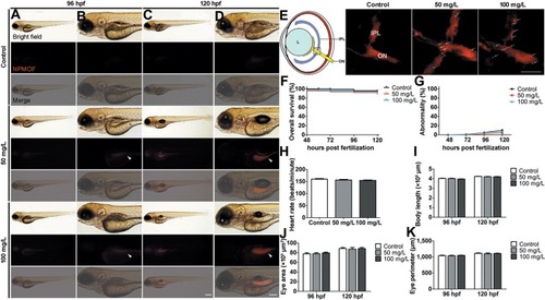 Figure 2 Phenotypes and tissue distribution of larval zebrafish following NPMOF exposure. Bright field and fluorescence images of larval zebrafish at (A and B) 96 and (C and D) 120 hpf. Columns (B) and (D) are magnified images of columns (A) and (C), respectively. Note that NPMOF gathers mainly in the gastrointestinal tract (arrowheads). (E) The NPMOF localization in sections taken from retinas in the control, 50 mg/L and 100 mg/L exposed groups at 120 hpf. Note that NPMOF localizes predominantly in the IPL and ON (arrows). The location of the image is shown by the square in the cartoon. (F) Statistical analysis of the survival rate. No significant difference was found among the control, 50 mg/L and 100 mg/L exposed groups (Log rank test, p>0.05). (G) Statistical analysis of the malformation rate, (H) heart rate at 120 hpf, (I) body length, (J) area and (K) perimeter of the eye ball at 96 hpf and 120 hpf. No significant difference was found among the three groups (ANOVA, p>0.05). (A-D) Dorsal is up, and rostral is left. Scale bar in (A) and (C): 200 μm; (B) and (D): 100 μm; (E): 10 μm.Abbreviations: L, lens; IPL, inner plexiform layer; ON, optic nerve.