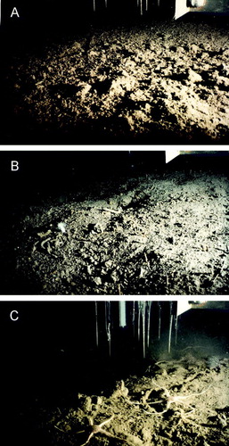 Figure 23.  Three in situ images taken below an operating profiling lander deployed at water depth between 115 and 175 m around the Svalbard archipelago (photographs by O. Holby and R.N. Glud).