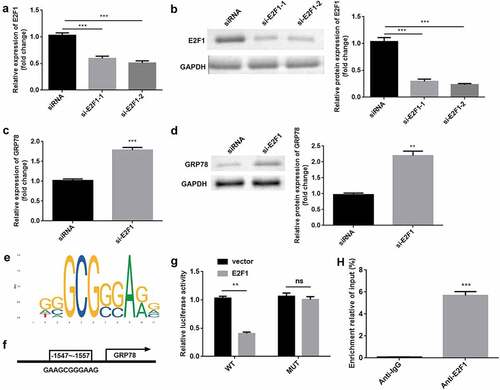 Figure 5. E2F1 transcriptionally inactivates GRP78. (a) The mRNA expression of E2F1 was evaluated in cells transfected with si-E2F1 and siRNA. (b) The protein expression of E2F1 was also evaluated. (c) The mRNA expression of GRP78 was evaluated after E2F1 knockdown. (d) The protein expression of GRP78 was evaluated after E2F1 knockdown. (e) JASPAR online tool was used to predict DNA-binding motifs. (f) The binding sites between E2F1 and the GRP78 promoter. (g) The interaction between E2F1 and the GRP78 promoter was confirmed using a dual-luciferase reporter assay. (h) The reliability of E2F1 binding to the GRP78 promoter was confirmed by CHIP assay. **P < 0.01. ***P < 0.001.