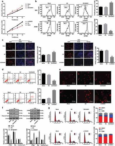 Figure 4. RUNX1 knockdown inhibits LC cell growth and induces apoptosis. a. Relative cell viability after transfection with overexpression RUNX1 or si-RUNX1 measured by MTT assay; b. Relative cell proliferation after transfection with overexpression RUNX1 or si-RUNX1 measured by flow cytometry; c. Representative images and statistical chart of relative PCNA positive cells after transfection with overexpression RUNX1 or si-RUNX1 measured by PCNA immunofluorescence assay; d. Representative images and statistical chart of relative cell apoptosis after transfection with overexpression RUNX1 or si-RUNX1 measured by flow cytometry; e. Representative images of PI staining after transfection with overexpression RUNX1 or si-RUNX1; f. Relative levels of Bax, PUMA and Cleaved PARP after transfection with overexpression RUNX1 or si-RUNX1 detected by western blot analysis; g. Relative cell cycle distribution after transfection with overexpression RUNX1 or si-RUNX1 measured by flow cytometry. * p < 0.05, ** p < 0.01, compared with the NC group. LC, lung cancer; RUNX1, runt-related transcription factor 1; ACP5, tartrate-resistant acid phosphatase 5; MTT, 3-(4, 5-dimethylthiazol-2-yl)-2, 5-diphenyltetrazolium bromide; PCNA, proliferating cell nuclear antigen; PI, propidium iodide; Bax, B-cell lymphoma-2 (Bcl-2) associated X; NC, negative control