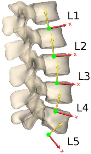 Figure 2. Location and orientation of the local lumbar vertebral coordinate systems, as defined by Pearcy and Bogduk (Citation1988).