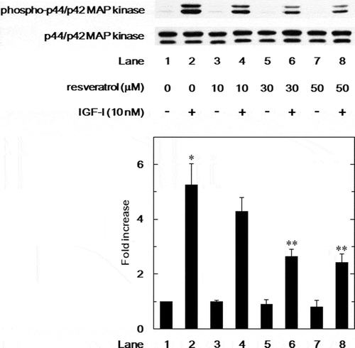 Figure 6. Effect of resveratrol on the IGF-I-induced phosphorylation of p44/p42 MAP kinase in MC3T3-E1 cells