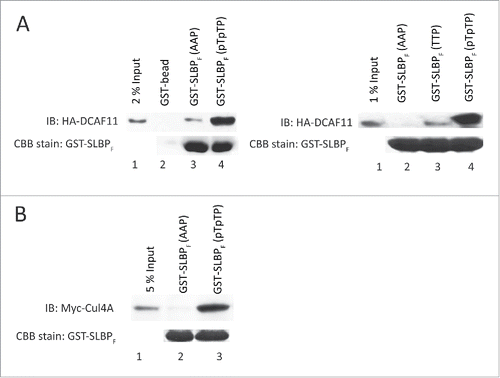 Figure 2. DCAF11 and Cul4A were pulled down by GST-SLBP fragment depending on phosphorylations on Thr 60 and Thr 61. HeLa cells were transfected with HA-DCAF11 (A) or Myc-Cul4A (B) and collected 48 hrs after transfection. Cells were lysed and pull-downs were performed with the indicated baits as explained in the materials and methods. GST-SLBPF (pTpTP) indicates phosphorylations on Thr 60 and Thr 61. Pull-downs were run on SDS-PAGE and immunoblotted for HA-DCAF11 or Myc-Cul4A. The amounts of baits were assessed by Comassie Briliant Blue (CBB) staining.