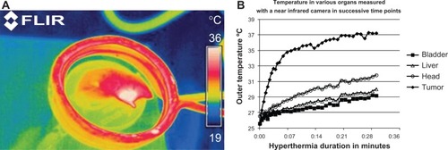 Figure 4 Monitoring of whole body temperature in a mouse placed inside the inductive coil of the hyperthermia system using a FLIR infrared camera at day 22.Notes: Increased outer temperature is evident in the tumor region (A). Temperature increase in the tumor, head, liver, and mouse bladder during the hyperthermia session (B). ThermaCAM™ E300 (FLIR) (FLIR Systems Inc., Meer, Belgium).