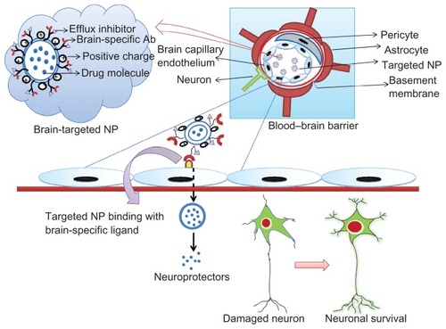 Figure 2 The tightly controlled blood–brain barrier is formed by a triad of brain capillary endothelial cells, pericytes, and astrocytes.Notes: Surface-modified neuroprotector-loaded nanoparticles bind to brain-specific targets, eg, transferrin, lactoferrin, and low-density lipoprotein receptor-related protein receptors, and permeate into the brain, enhancing their bioavailability. Thus, the neuroprotectors released help to rejuvenate the damaged neurons.Abbreviation: Ab, antibody; NP, nanoparticle.