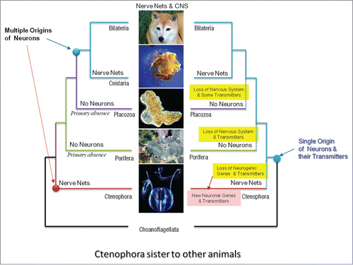 Figure 1. Two alternative scenarios of neuronal evolution (Ctenophora-basal hypothesis). The polyphyly or multiple origins of neurons as the example of convergent evolution (left). Monophyly or the single-origin hypotheses implies multiple loss of neural systems in sponges and placozoans as well as massive loss of many molecular components involved in neurogenesis and synaptic functions (right). The monophyly hypothesis still implies independent recruitment of other molecular components involved in neural and synaptic functions—the situation which still suggests the extensive parallel evolution of neural organization in ctenophores. Here, ctenophores are considered as sister to other animals (modified fromCitation5). However, even the classical view of the animal phylogeny (sponges are sisters to other animals, see Fig. 2) still implies the parallel evolution of neurons and neural signaling in the animal kingdom.