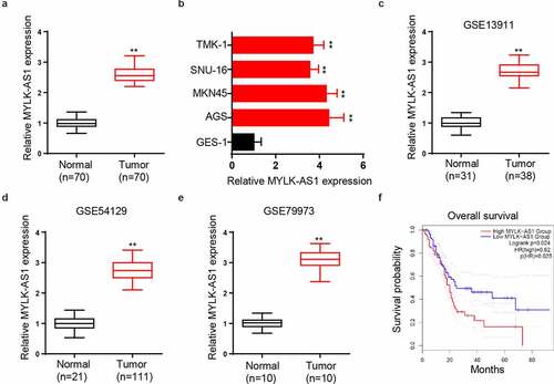 Figure 1. Relative MYLK-AS1 expression in GC tissues and cells, and its clinical significance. (A) RT-qPCR analysis for MYLK-AS1 expression in GC and adjacent normal tissues. (B) Relative MYLK-AS1 expression in GC cell lines and human normal gastric mucosal cell line by RT-qPCR analysis. (C-E) The expression of MYLK-AS1 was analyzed in GEO datasets (GSE13911, GSE54129 and GSE79973). (F) Overall survival of GC patients with high or low MYLK-AS1 expression by Kaplan-Meier method. **p< 0.01