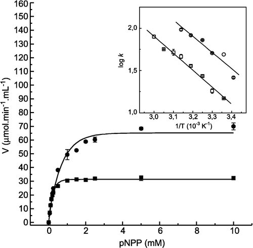 Figure 2 Effect of quercetin on LMrPTP activity with p-NPP as substrate. The enzyme activity was determined as described in Materials and methods by varying the concentrations of p-NPP as substrate, in the absence (▪) and in the presence (•) of 400 μM quercetin. Inset. Determination of the activation energy by Arrhenius plot. These data were obtained from an experiment of velocity versus temperature. Bars represent the s.e. of triplicate determinations.