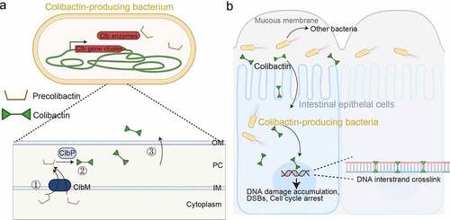 Figure 5. Colibactin intoxication processes. (a) a diagram depicting the biogenesis of colibactin. Colibactins are peptide-polyketide metabolites synthesized by enzymes encoded in the colibactin (Clb) gene cluster. Through a coordinated action by Clb enzymes, precolibactin is synthesized in the bacterial cytoplasm. The lower panel indicates key steps in the synthesis of colibactin in the periplasm: ①, Precolibactins synthesized in the bacterial cytoplasm are inactive, and are transported into the periplasm through the ClbM transporter. ②, ClbP in the periplasm cuts the prodrug motif of precolibactin, resulting in the active colibactin. ③, Colibactins are secreted from the bacteria through a direct membrane diffusion or yet-to-be-identified mechanism. (b) Schematic diagram depicting an intoxication process of colibactin. It is still unclear, but two mechanisms are proposed: (1) colibactin produced extracellularly is diffused to enter host cells and (2) intracellular bacteria produce colibactin in the host cell cytoplasm. Created with BioRender.Com.