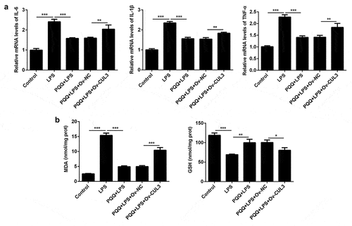 Figure 5. Upregulation of CUL3 weakened the remission effects of PQQ on LPS-induced inflammatory and oxidative damage in Kupffer cells. (a) Levels of IL-6, IL-1β and TNF-α in Kupffer cells were determined by RT-qPCR assay. (b) The production of MDA and GSH in Kupffer cells was detected with the commercial kits
