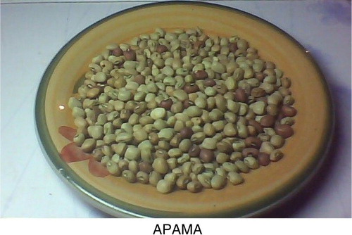 Fig. 2 Sample of apama (Vigna sinenssis) seeds.