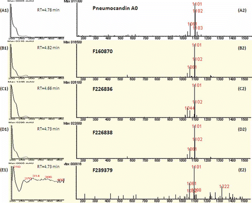 Figure 3. Identification of pneumocandin A0 in fermentation extracts of strains of Glarea lozoyensis. A1. UV spectrum of pneumocandin A0 with retention time of elution (4.78 min). A2. Positive ion mass spectrum of pneumocandin A0 (MW=1078 Da) at the same retention time. The combination of A1and A2 produce the fingerprint of pneumocandin A0. See methods for LC–MS protocols. B1, C1, D1 and E1 are the UV spectra of extracts of the four strains at the corresponding retention time, and B2, C2, D2 and E2 are the positive ion mass spectra of the respective sample at the same retention time as for the UV spectrum. All UV spectra were similar to authentic pneumocandin A0, except for E1 where the signal was near baseline. Similarly, all the positive ion mass spectra indicated pneumocandin A0 was in all samples.