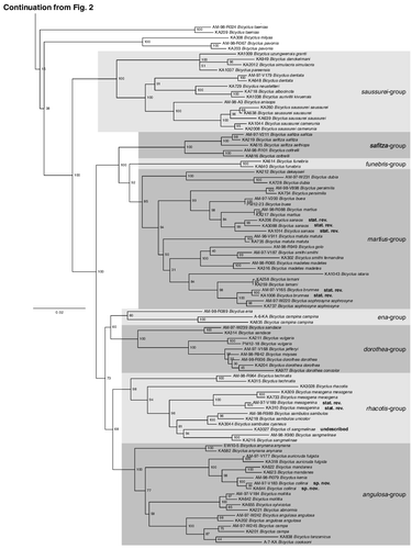 Fig. 3. Phylogenetic relationships of the genus Bicyclus continued from Fig. 2.