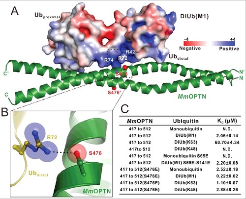 Figure 4. Phosphorylation of the OPTN UBAN domain by TBK1 promotes the ability of UBAN to bind to different ubiquitin proteins. (A) The combined surface charge representation and the ribbon-stick model showing the overall position of the critical Ser476 residues in the MmOPTN-DiUb(M1) complex. In this presentation, the side chains of S476 on the MmOPTN UBAN domain are highlighted and shown in the stick-ball model. (B) The combined ribbon and stick-sphere representations showing the detailed roles of the MmOPTN S476 residue in the OPTN and DiUb(M1) interaction. In this drawing, the side chains of the key residues are shown in the stick mode, and the hydrogen bond is indicated by a black dashed line. (C) The measured binding affinities between different MmOPTN and ubiquitin proteins by ITC-based assays. N.D. indicates that the KD value is not detectable. The KD errors are the fitted errors obtained from the data analysis software, when using the one-site binding model to fit the ITC data.