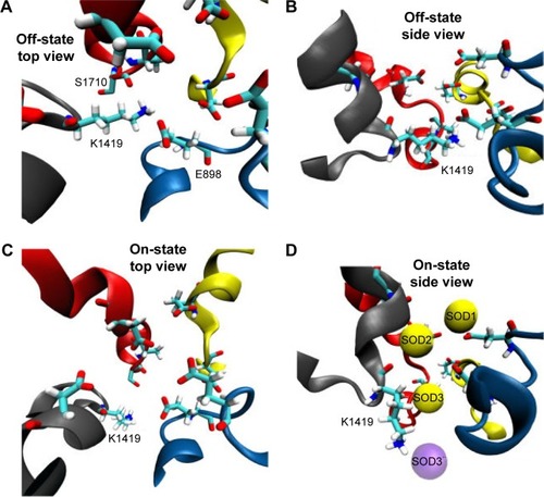 Figure 4 This figure depicts the role and conformational changes necessary for K1419 to allow sodium permeation. Figure (A) and (B) give a top and side view for K1419 in a representative “off-state” where K1419 is coordinated to E898 and S1710 blocking the ion permeation pathway. Figure (C) and (D) depicts K1419 in an “on-state” allowing sodium permeation through the pore. (D) SOD1 and SOD2 seems to facilitate the permeation of SOD3 which reaches the central cavity afterwards giving raise to SOD3” (violet). Upon the release of SOD3 to the central cavity, K1419 readopts an “off-state”, blocking the permeation of more sodium ions and preventing SOD3 from traveling in the reverse direction.