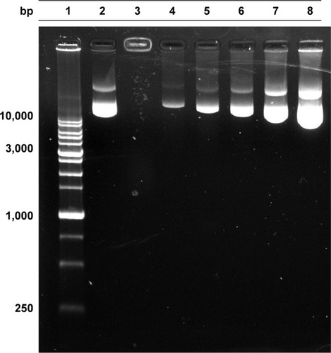 Figure 4 Gel retardation assay of formulations (lane 1: ladder marker; lane 2: plasmid; lane 3: F25P0 (520 μg); lane 4: F25P0.5; lane 5: F25P1; lane 6: F25P2; lane 7: F25P5; lane 8: F25P10).