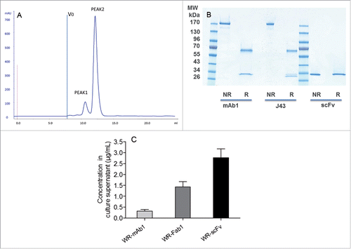 Figure 4. Characterization and quantification of mAb, Fab and scFv purified from supernatants of infected CEF. Size exclusion chromatography profile of scFv after the affinity chromatography step (A). ScFv eluting from the Ni affinity column was pooled and loaded of Superdex 75 10/300 equilibrated in PBS. Absorbance at 280 nm and elution volume were recorded. Area of peak 2 was about 7-fold area of peak 1. V0 is the void volume of the column. SDS-PAGE profiles of purified recombinant mAb1 and scFv in reducing and non-reducing conditions (B). 1 µg of purified recombinant mAb1 and scFv were loaded on SDS-PAGE in reducing (R) and non-reducing (NR) conditions. J43 (BioXcell) was loaded as reference in the case of mAb1. Quantification of mAb, Fab and scFv in supernatants of the infected cells (C). Supernatants of infected CEF were recovered 48 h after infection and loaded on stain-free SDS-PAGE together with corresponding purified and quantified molecules as standards. Fluorescence intensity of the bands of interest was measured for each supernatant. Quantity of produced protein was determined using the fluorescence of standards as reference. Represented values are the mean (+/− standard deviation) of three measurements.
