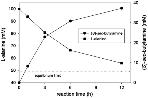 Fig. 3. Metabolically driven asymmetric synthesis of (S)-sec-butylamine from 2-butanone.Notes: Reaction conditions were 2-butanone (50 mM), L-alanine (100 mM), and whole cells expressing OATA (100 mg dry cell weight/mL). Dotted line represents a theoretical equilibrium limit of (S)-sec-butylamine production.