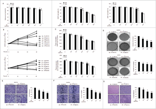 Figure 1. Mw suppresses proliferation and invasion of B16F10 cells. (A) MTT assay of Mw (dose; 0, 104 −108 cells/ml) for 24hr and 48hr on melanocyte, B16F10 and B16F1 cells were analyzed. The experiment was repeated thrice and expressed as mean ± SD.π P< 0.05,ππ P< 0.01; *P< 0.05, **P< 0.01 versus untreated for 24hr and 48hr. (B) Effects of Mw on cell viability were assayed by Trypan blue exclusion assay for 24hr and 48hr. The experiment was repeated thrice and expressed as mean ± SD.ππ P < 0.01; **P < 0.01 vs. untreated for 24hr and 48hr. (C) Antiproliferative effect of Mw for 24hr and 48hr were measured by [3 H]–Thymidine incorporation. Triplicate results were expressed as mean ± SD.ππ P < 0.01; **P < 0.01 versus untreated cells for 24hr and 48hr. (D) Clonogenicity of B16F10 and B16F1 cells treated with Mw was assessed by soft agar colony assay. Results were expressed as mean ± SD. *P < 0.05, **P < 0.001 vs untreated. (E) Invasion assay was carried out in 12-well transwell after Mw treatment for 2hr. The randomly chosen fields were photographed (20X), and the number of cells migrated to the lower surface was calculated. Data are mean ± SD of 3 independent experiments. *P < 0.05, **P < 0.001 vs untreated. (F) Confluent cells were treated with Mw and scratched. After 24hr, the number of cells migrated into the scratched area was photographed (20X) and calculated. Data are mean ± SD of 3 independent experiments. *P< 0.05, and **P< 0.001 vs untreated. (G) Cell adhesion was carried out in a 12-well plate coated with matrigel and treated with Mw for 2hr. Attached cells were photographed (20X) and calculated. Data are mean ± SD of 3 independent experiments.*P< 0.05, **P< 0.001 vs untreated.