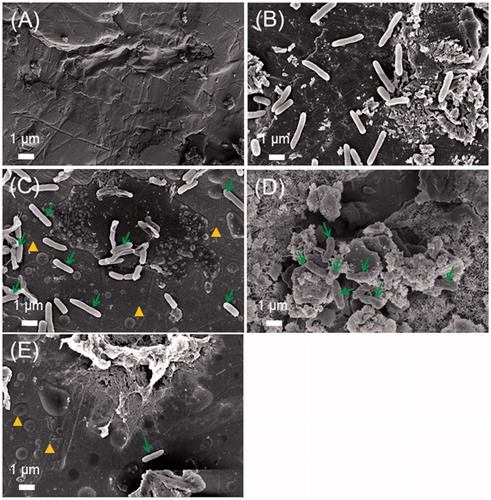 Figure 6. Scanning electron microscopy (SEM) images of the surface of a stainless steel washer showing the influence of both cipro-LTSL and AMF exposures on bacteria and biofilms. (A) a negative control sample – washer with no bacteria, (B) a positive control sample – washer with biofilm but no treatment of cipro-LTSL and AMF exposure, (C) a control sample – washer with biofilm but treatment of cipro-LTSL and no AMF exposure, (D) sample – washer with biofilm with treatment of AMF exposure and (E) sample – washer with biofilm with treatment of both cipro-LTSL and AMF exposure. It was difficult to find any viable bacteria on the washer (E), and aggregates of material were visible on the washer surface. (Arrow indicates bacteria and arrow head indicates cipro-LTSL).