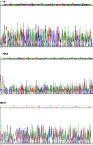 Figure 1 The sequencing results of atlA, traG and traH.