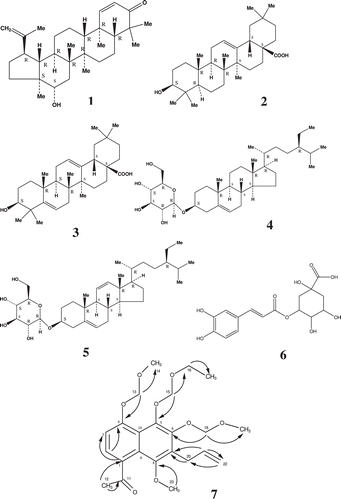 Figure 1.  16β-Hydroxylupane-1,20(29)-dien-3-one (1), (3-β)-3-hydroxyolean-12-en-28-oic acid (2), 3β-hydroxy-olean-5,12-dien-28-oic acid (3), Daucosterol (4), 3-O-β-d-glucopyranosyl-stigmasta-5,11(12)-diene (5), chlorogenic acid (6) and 1-(7-allyl-5-(ethoxymethoxy)-8-methoxy-4,6-bis(methoxymethoxy)naphthalen-1-yl)ethanone (7). Black arrow: HMB correlation (2JC-H and 3JC-H).