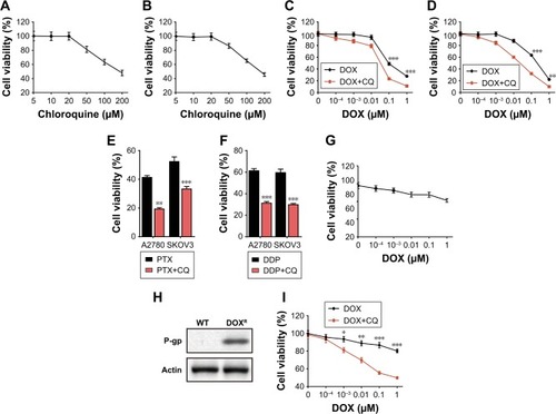 Figure 1 CQ sensitized the ovarian cancer cells to chemotherapeutic drugs in vitro.Notes: (A) Cell viability of A2780 cells was analyzed by MTT methods after treatment with gradient doses of CQ (5/10/20/50/100/200 µM) for 48 hours. (B) Cell viability of SKOV3 cells was analyzed by MTT methods after treatment with gradient doses of CQ (5/10/20/50/100/200 µM) for 48 hours. (C) Cell viability of A2780 cells was analyzed by MTT methods after treatment with gradient doses of DOX (0.0001/0.001/0.01/0.1/1 µM) pretreated with or without CQ (10 µM, 2 hours) for 48 hours. (D) Cell viability of SKOV3 cells was analyzed by MTT methods after treatment with gradient doses of DOX (0.0001/0.001/0.01/0.1/1 µM) pretreated with or without CQ (10 µM, 2 hours) for 48 hours. (E) Cell viability of A2780 and SKOV3 cells was analyzed by MTT methods after treatment with PTX (4 µM for A2780 and 40 nM for SKOV3 cells) pretreated with or without CQ (10 µM, 2 hours) for 48 hours. (F) Cell viability of A2780 and SKOV3 cells was analyzed by MTT methods after treatment with DDP (20 µM for both A2780 and SKOV3 cells) pretreated with or without CQ (10 µM, 2 hours) for 48 hours. (G) Cell viability of A2780/DOXR cells was analyzed by MTT methods after treatment with gradient doses of DOX (0.0001/0.001/0.01/0.1/1 µM) for 48 hours. (H) Using Western blot, we examined the expression of P-gp in wild-type and DOX-resistant A2780 cells. (I) Cell viability of A2780/DOXR cells was analyzed by MTT methods after treatment with gradient doses of DOX (0.0001/0.001/0.01/0.1/1 µM) pretreated with or without CQ (10 µM) for 48 hours. *P<0.05; **P<0.01; ***P<0.001.Abbreviations: CQ, chloroquine; DOX, doxorubicin; ns, no significant difference; PTX, paclitaxel; ET, wild type.